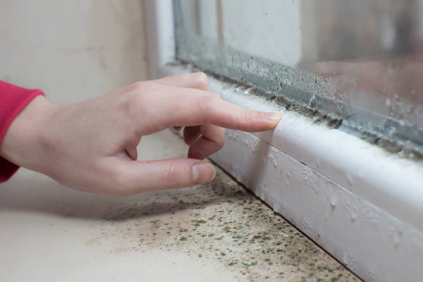 Best Real Estate Mold Inspection  in Richton, MS